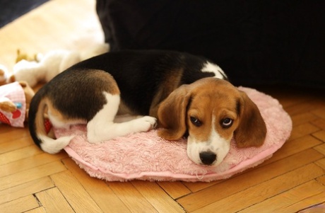 Горячие красотки-порнозвезды с Алеттой Оушен раздеваются, чтобы заняться сексом картинка 8