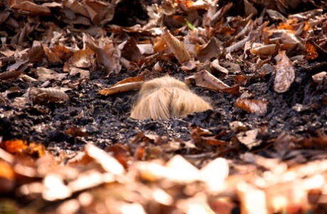 Секс-рабыни Дарлинг и Хейзел Гипнотик оказываются беспомощными в лесу картинка 4
